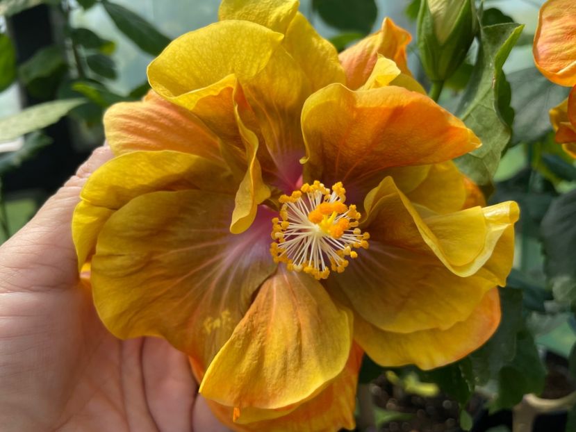  - Chi s garden Forest Rhapsody