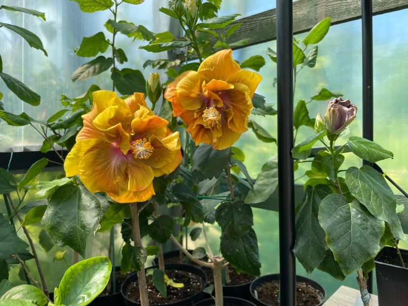  - Chi s garden Forest Rhapsody