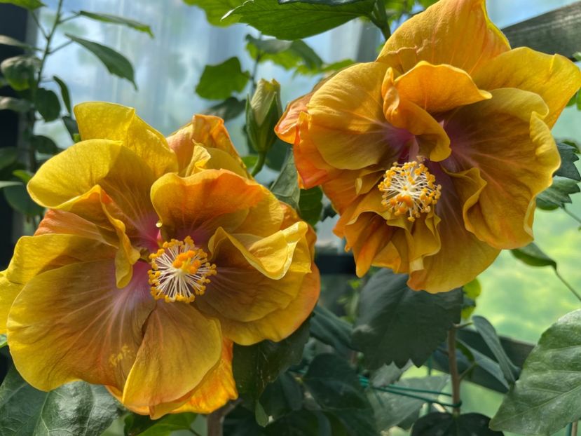  - Chi s garden Forest Rhapsody