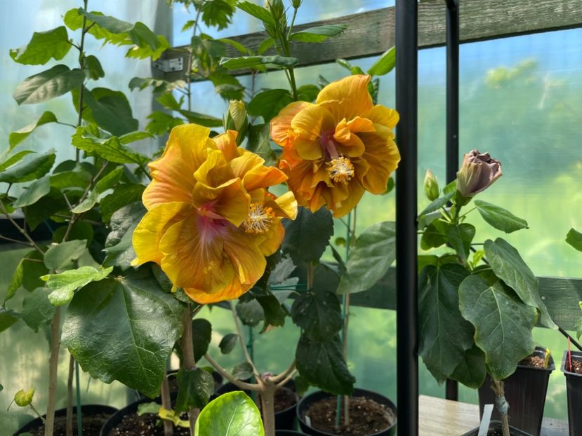  - Chi s garden Forest Rhapsody