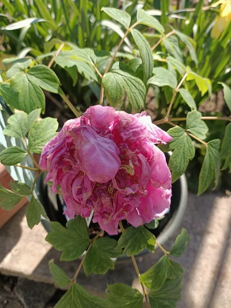 Img.2025.04.20- arbustiv - Bujori 2025