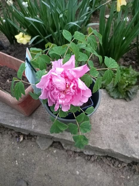 Img.2025.04.18 - Bujori 2025