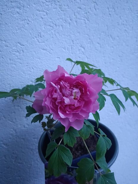 Img.2025.04.13 - Bujori 2025