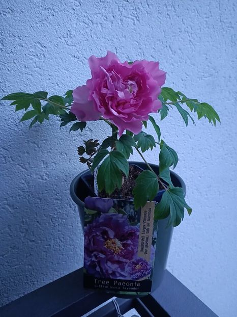 Img.2025.04.13 - Bujori 2025