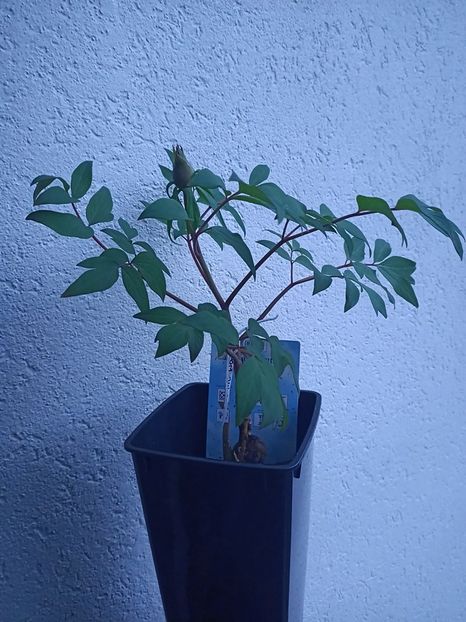 Img.2025.04.13- arbustiv nr. 2 - Bujori 2025