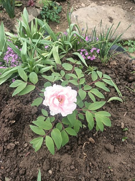 Img.2025.04.23 - Bujori 2025