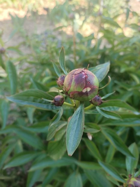 Img.2025.05.01 - Bujori 2025