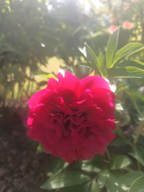 Img.2025.05.02 - Bujori 2025