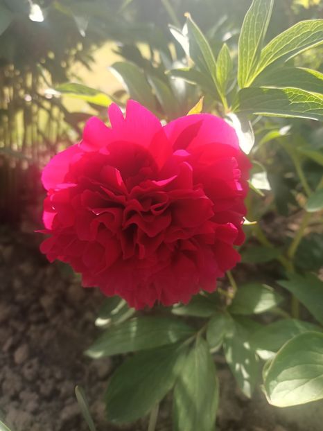 Img.2025.05.02 - Bujori 2025