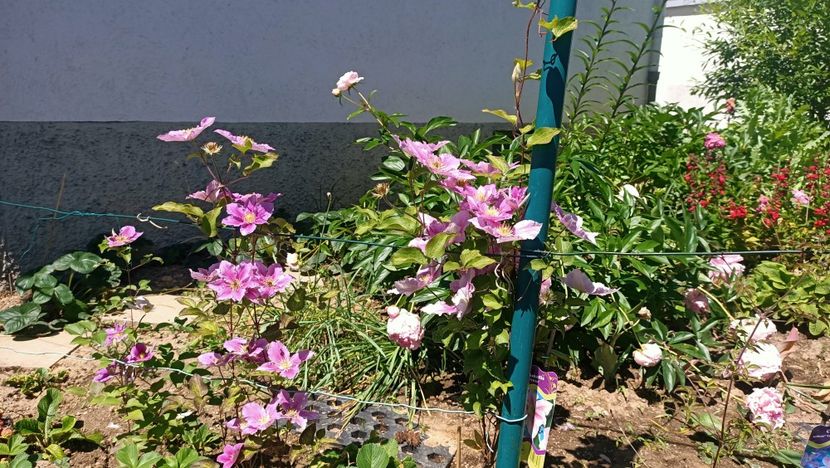 Img.2025.05.30 - Bujori 2025