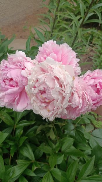 Img.2025.05.31 - Bujori 2025