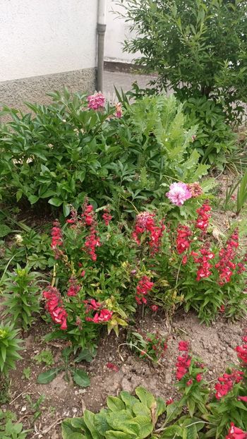 Img.2025.05.31 - Bujori 2025