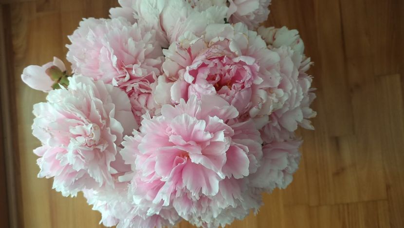 Img.2025.06.01 - Bujori 2025