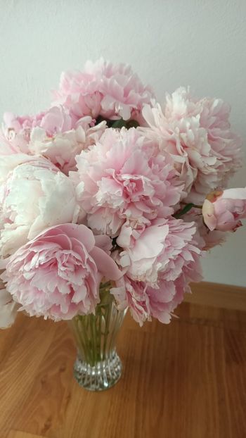 Img.2025.06.01 - Bujori 2025