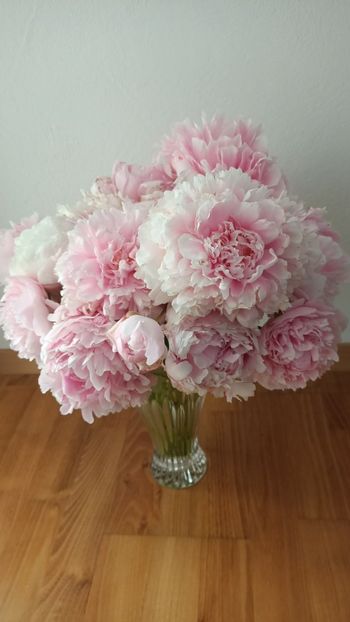 Img.2025.06.01 - Bujori 2025