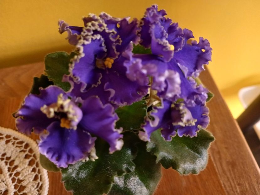  - Curly Dark Blue