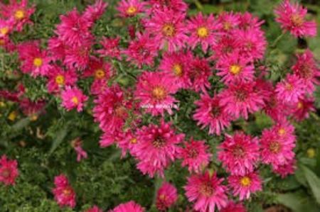 aster Royal Ruby - aaPlante ornamentale disponibile