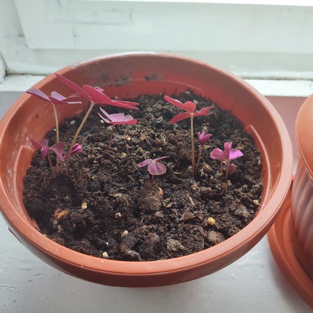 florile noastre2 - 2025