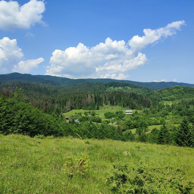 pe deal la Valea Arini - 2025