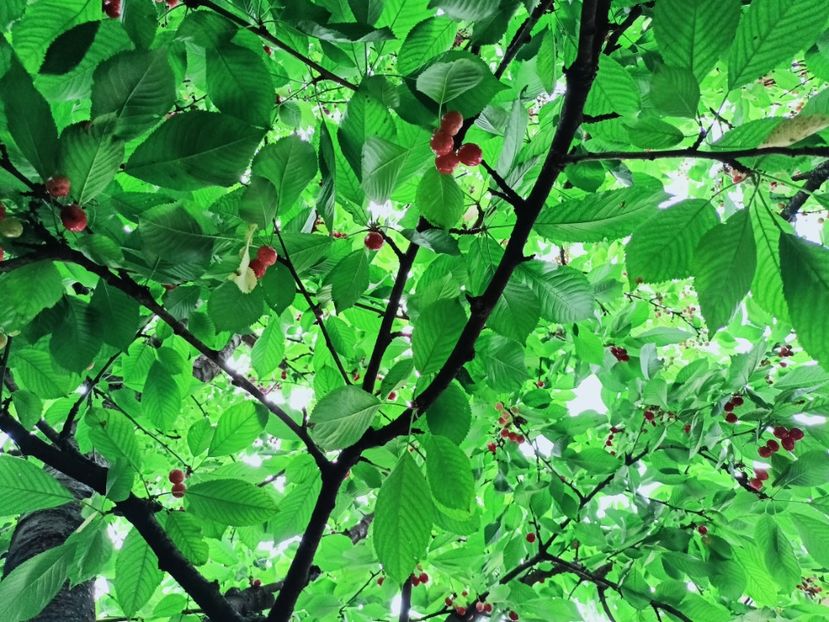  - Grădina 2025 continuare 3