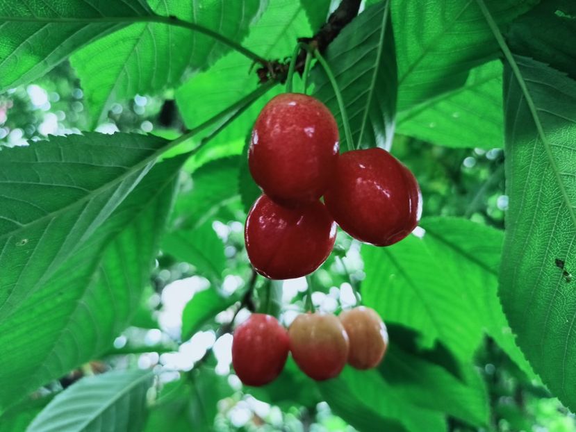  - Grădina 2025 continuare 3