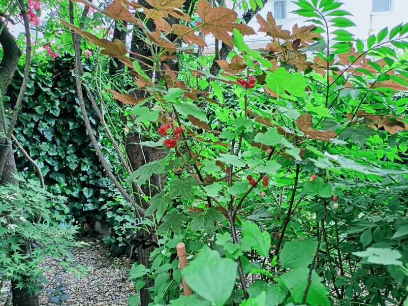  - Grădina 2025 continuare 3