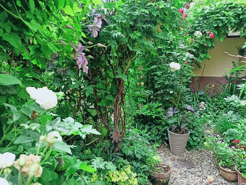  - Grădina 2025 continuare 3