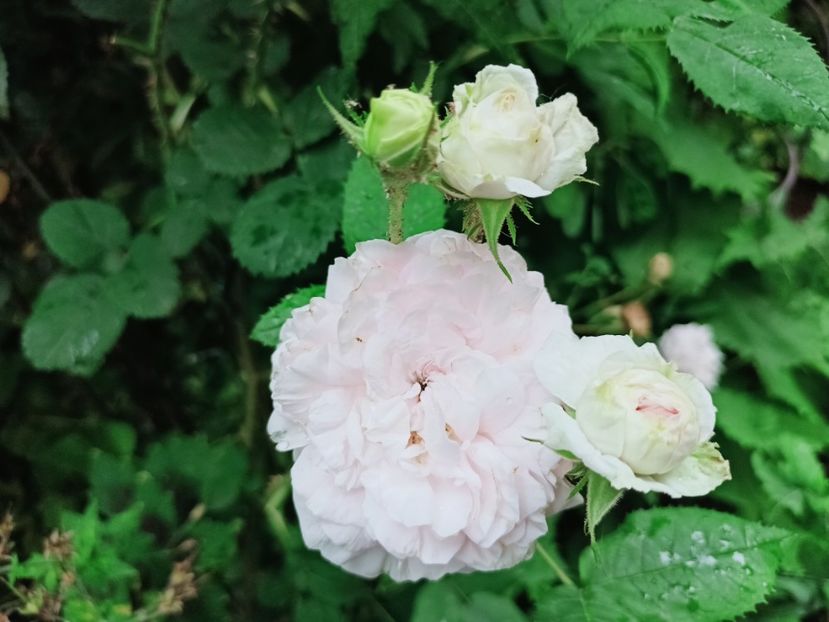  - Grădina 2025 continuare 3