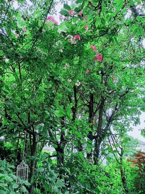  - Grădina 2025 continuare 3