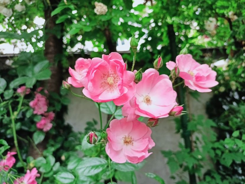 Angela - Grădina 2025 continuare 3