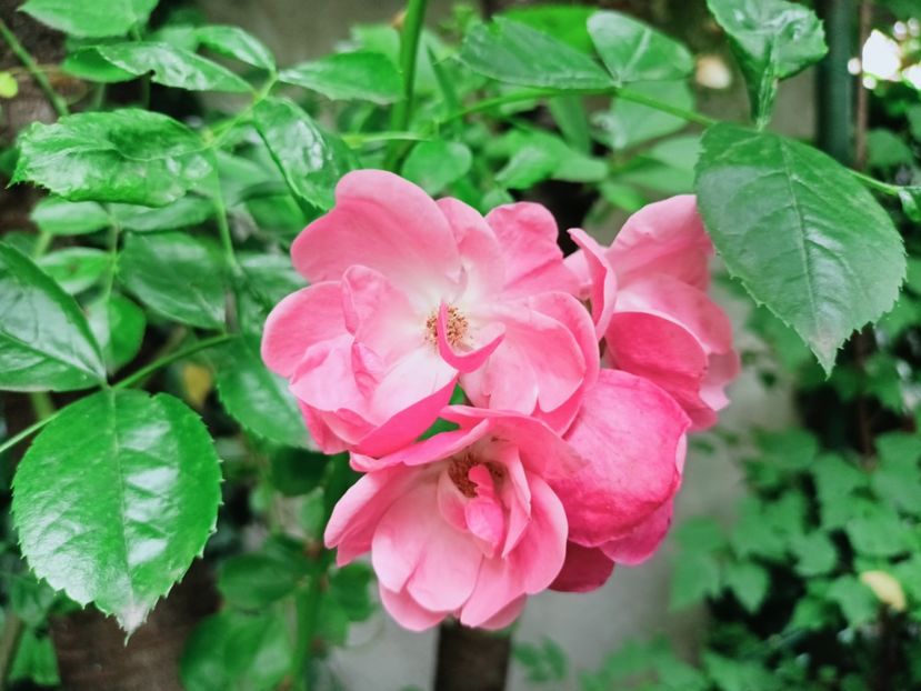  - Grădina 2025 continuare 3