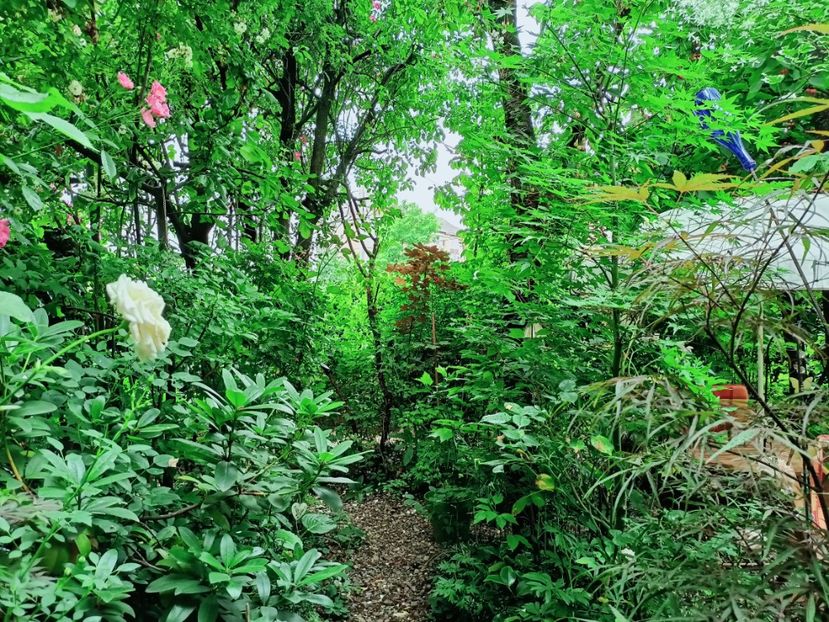  - Grădina 2025 continuare 3