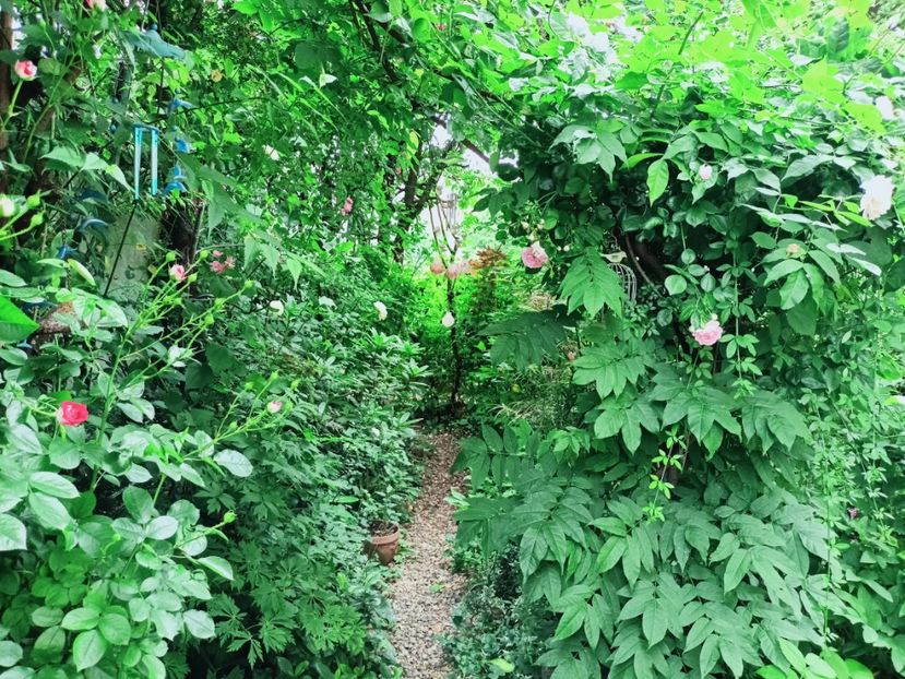  - Grădina 2025 continuare 3