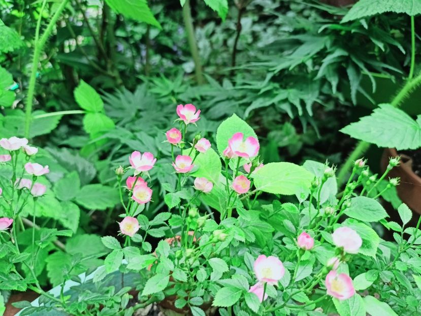  - Grădina 2025 continuare 3