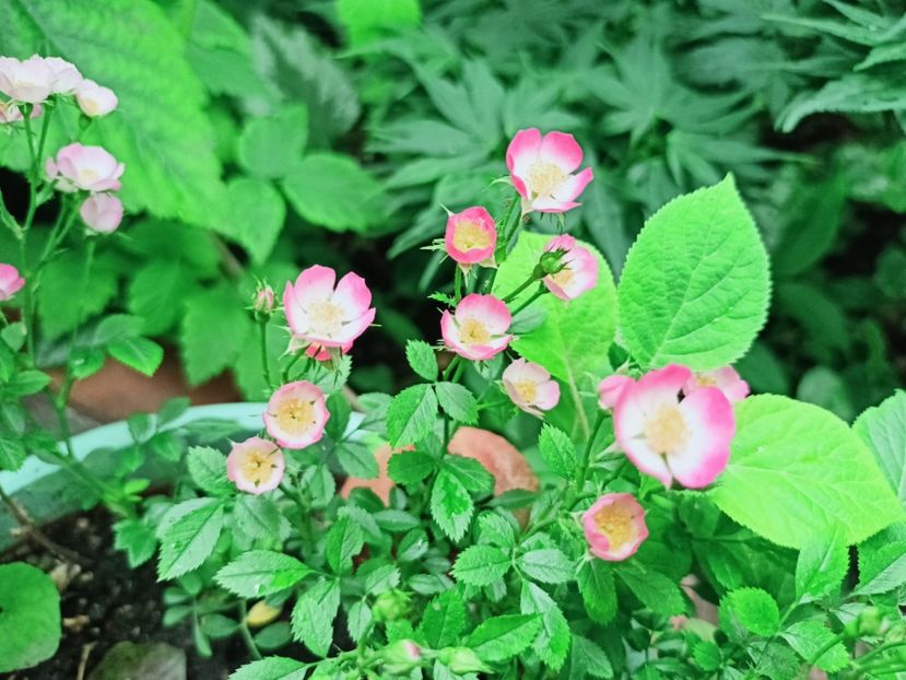  - Grădina 2025 continuare 3