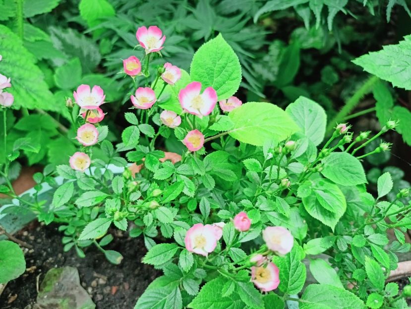  - Grădina 2025 continuare 3