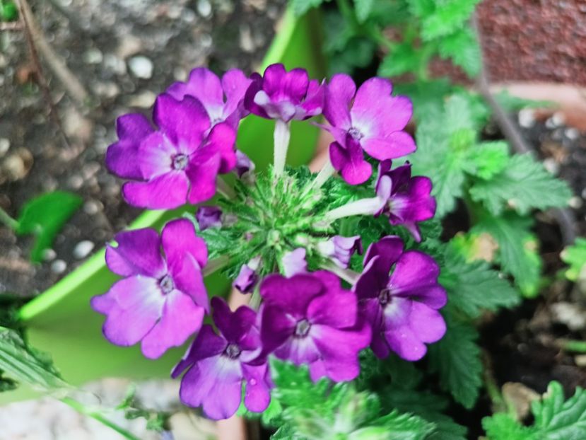  - Grădina 2025 continuare 3