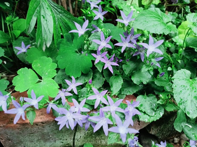  - Grădina 2025 continuare 3