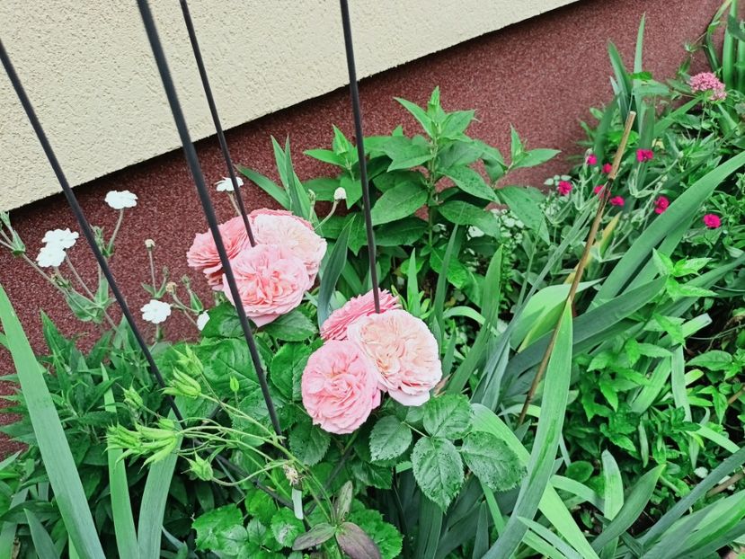  - Grădina 2025 continuare 3