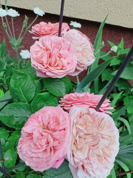  - Grădina 2025 continuare 3