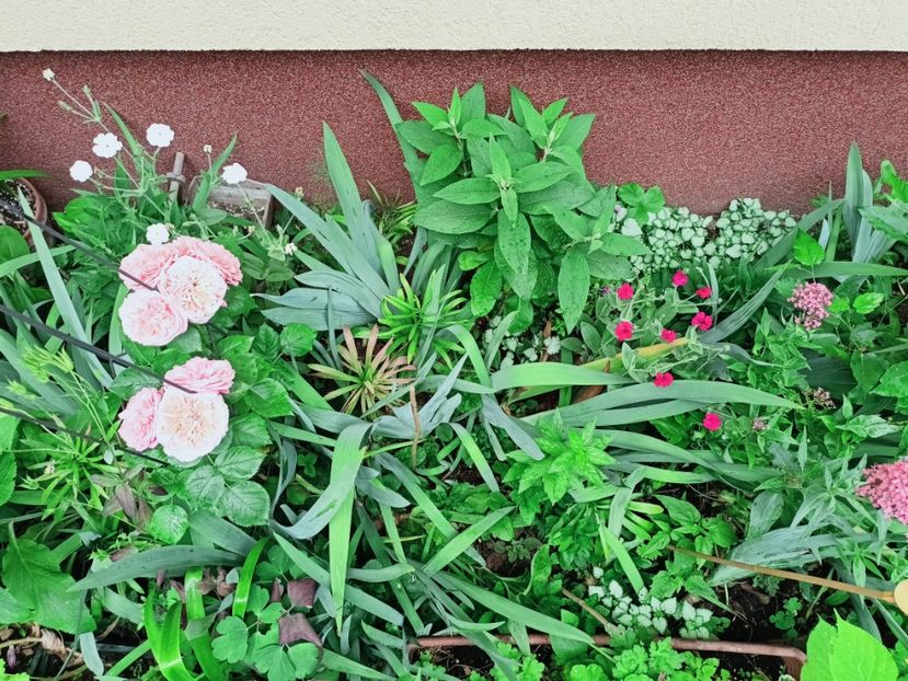  - Grădina 2025 continuare 3