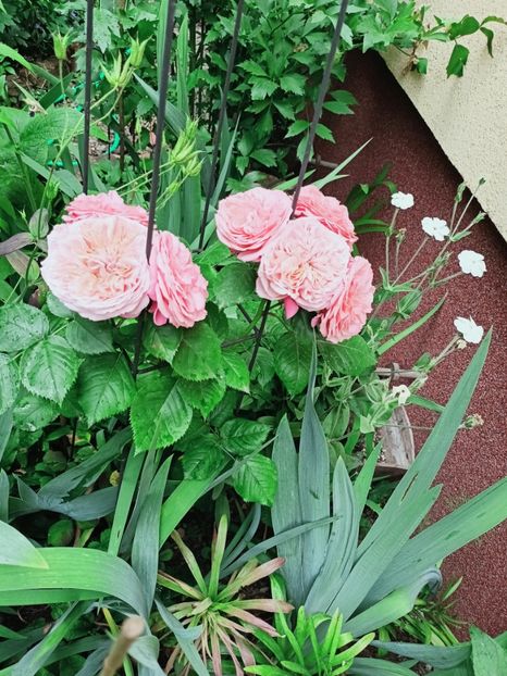  - Grădina 2025 continuare 3