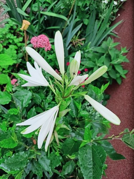  - Grădina 2025 continuare 3