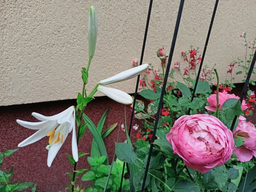  - Grădina 2025 continuare 3