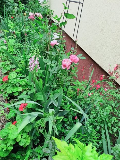  - Grădina 2025 continuare 3