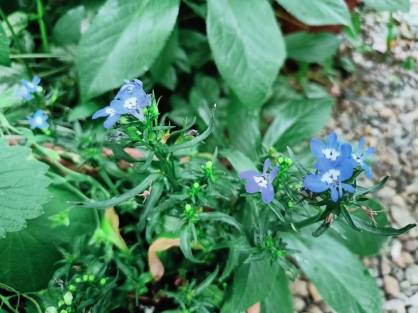 Lobelia - Grădina 2025 continuare 3
