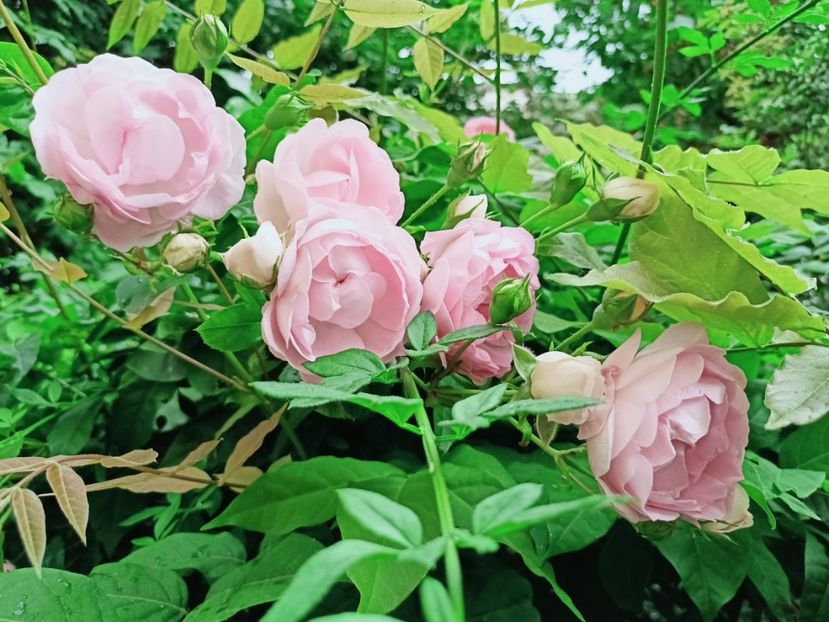 Jasmina - Grădina 2025 continuare 3