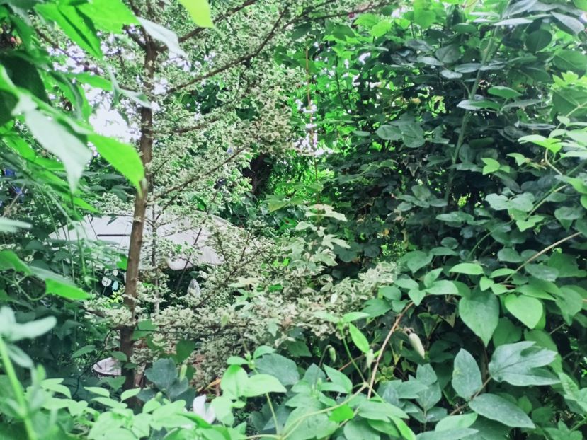  - Grădina 2025 continuare 3