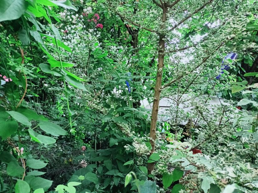  - Grădina 2025 continuare 3