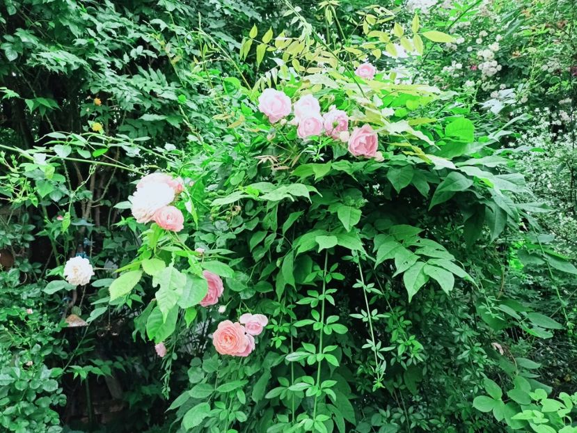  - Grădina 2025 continuare 3